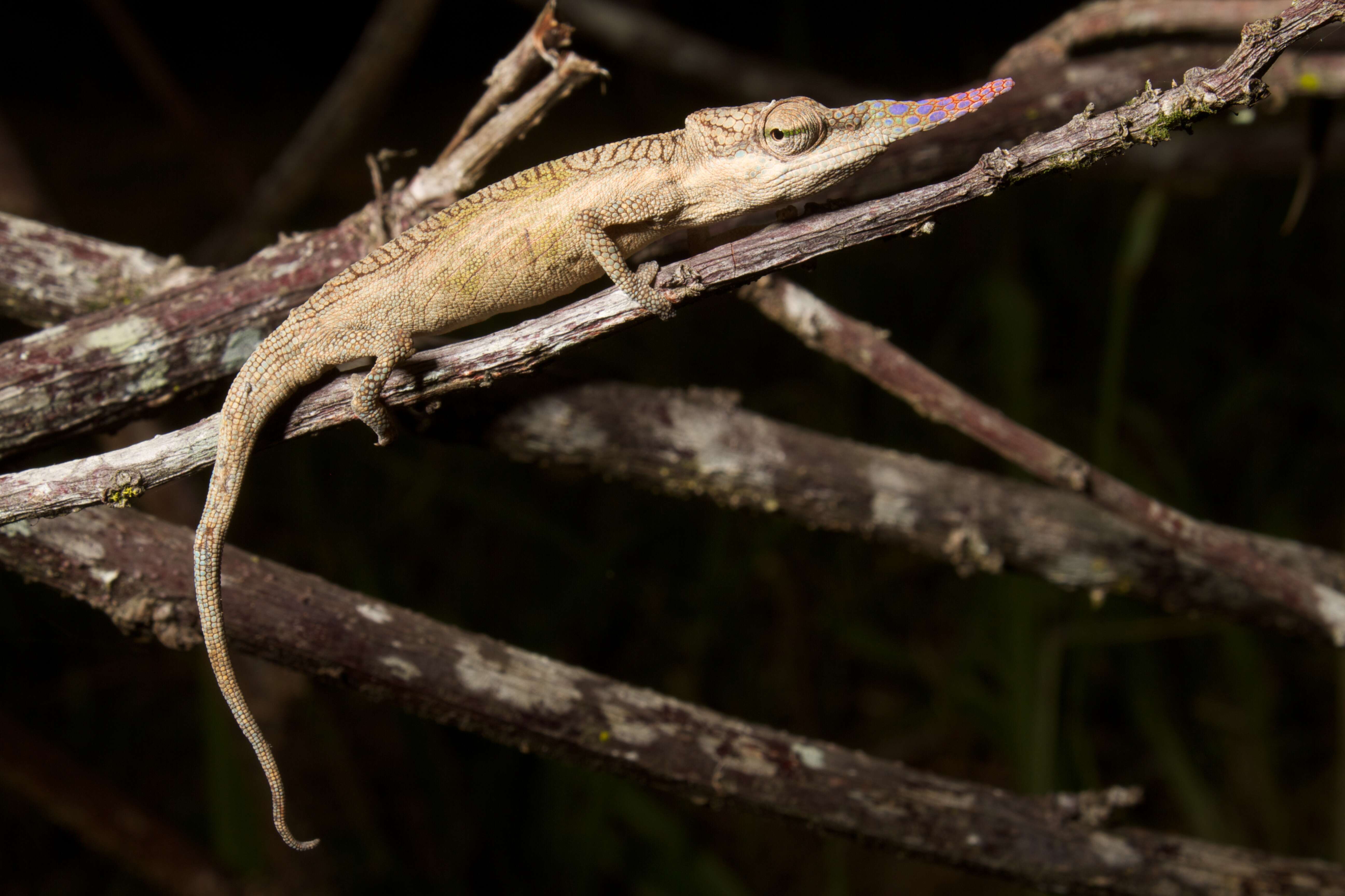 Image of Blade Chameleon