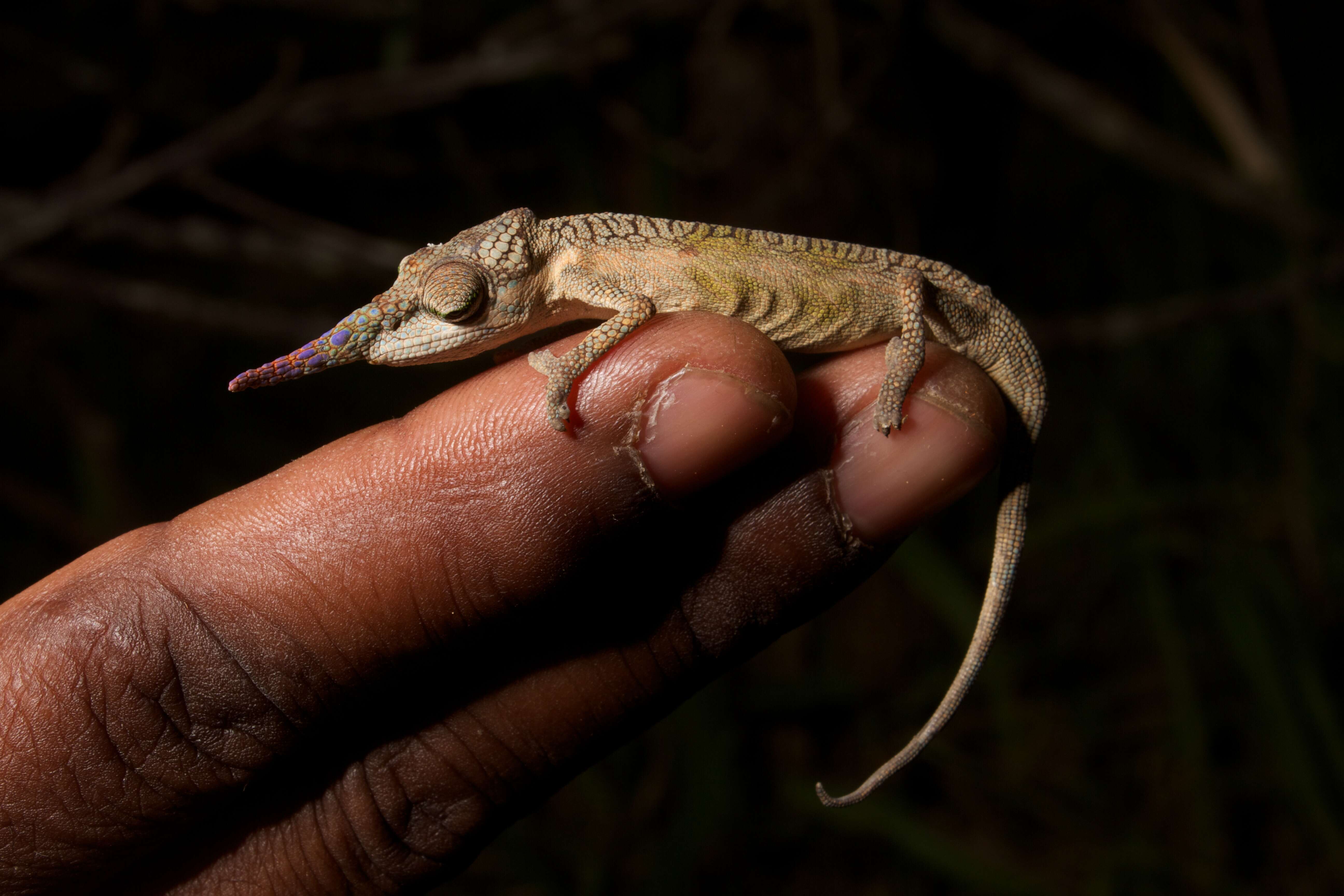 Image of Blade Chameleon