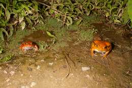 Image of Tomato Frogs