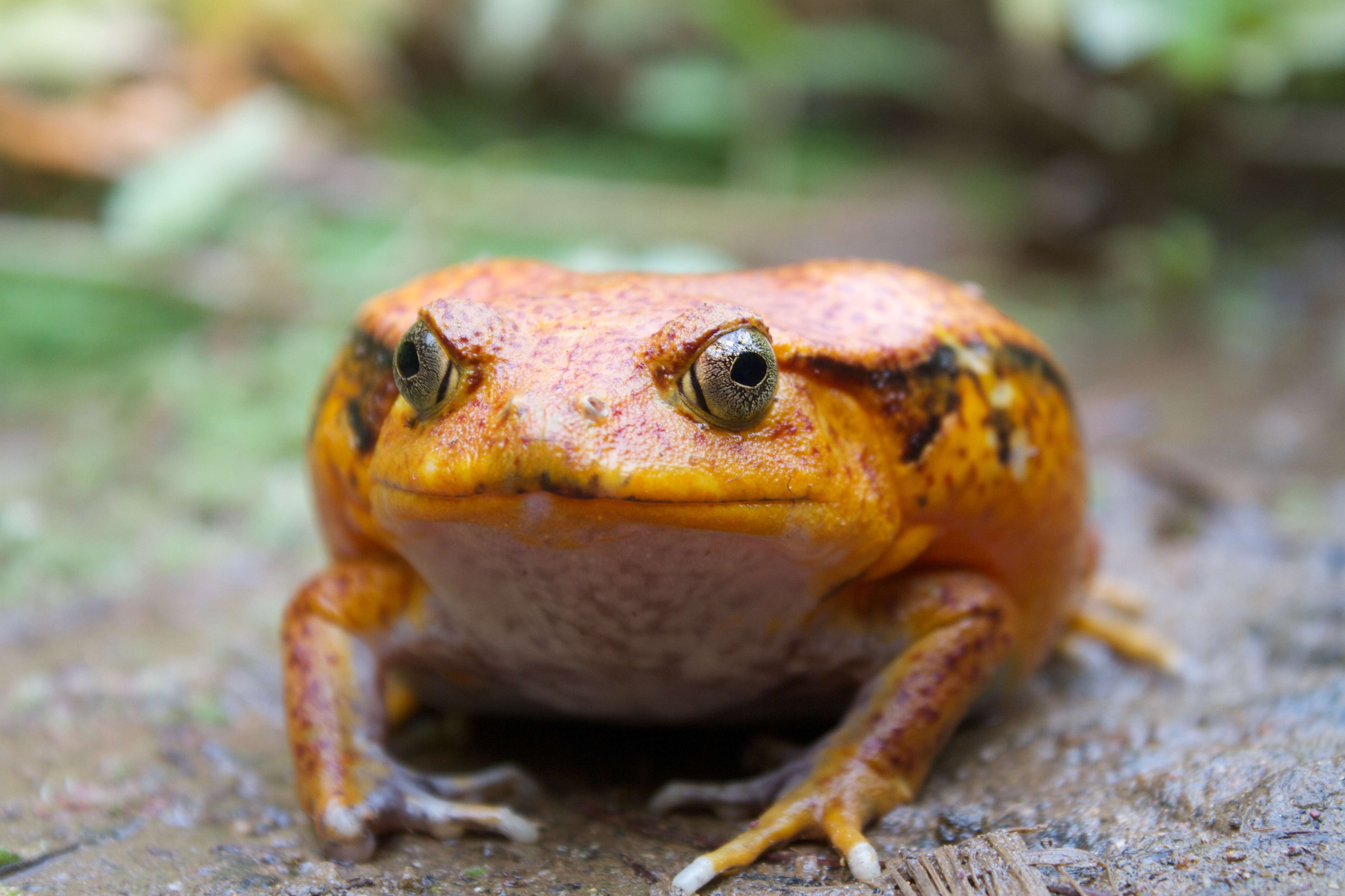 Image of Tomato Frogs