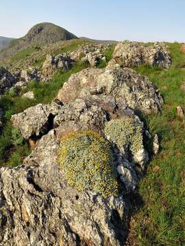 Image of Helichrysum galpinii N. E. Brown