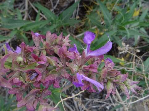 صورة Salvia canariensis L.