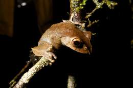 Image of Madagascar Bright-eyed Frog