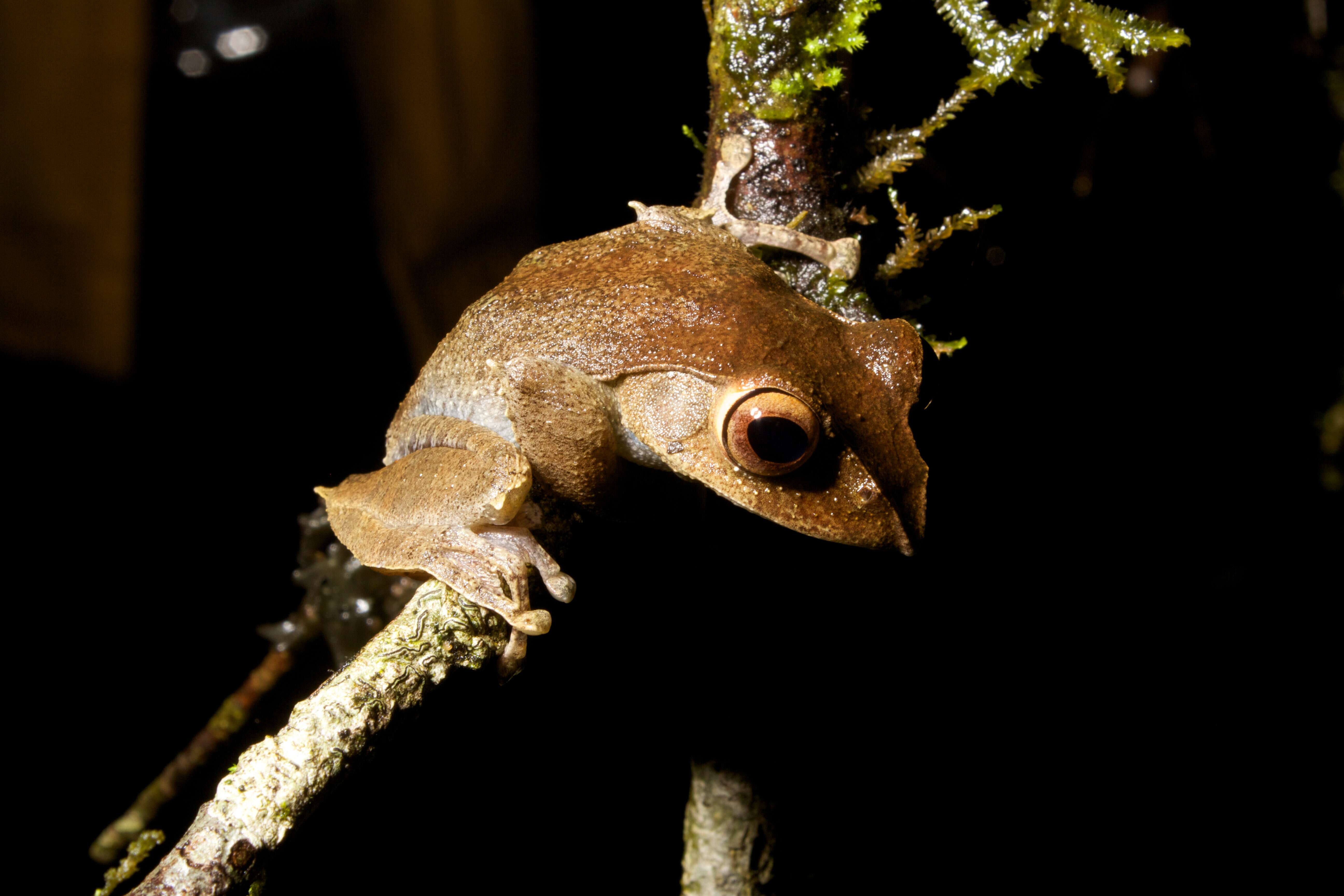 Image of Madagascar Bright-eyed Frog