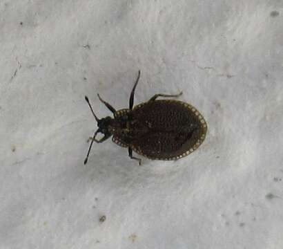 Image of Lace bug