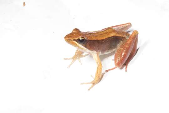 Image of Central Madagascar Frog