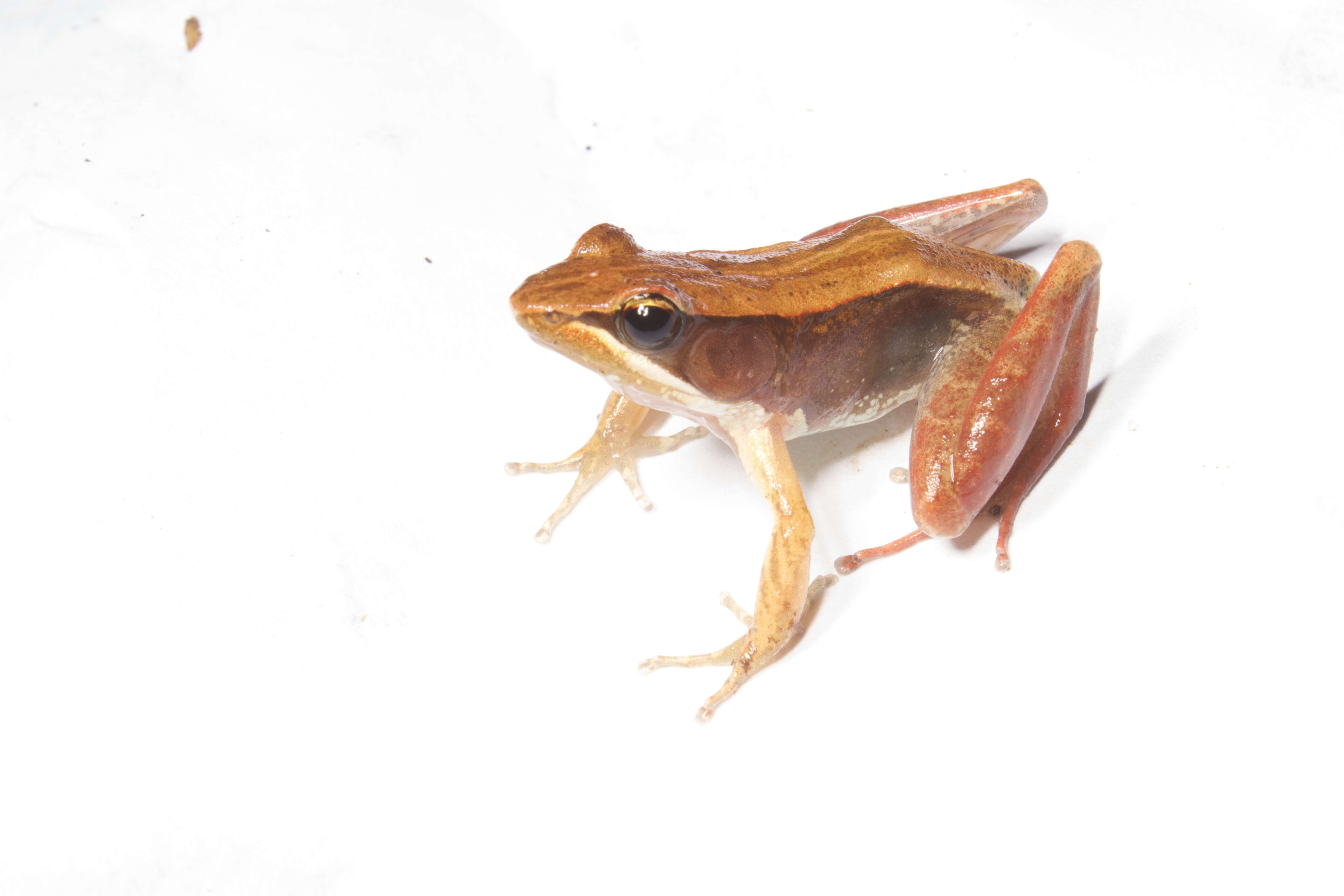 Image of Central Madagascar Frog