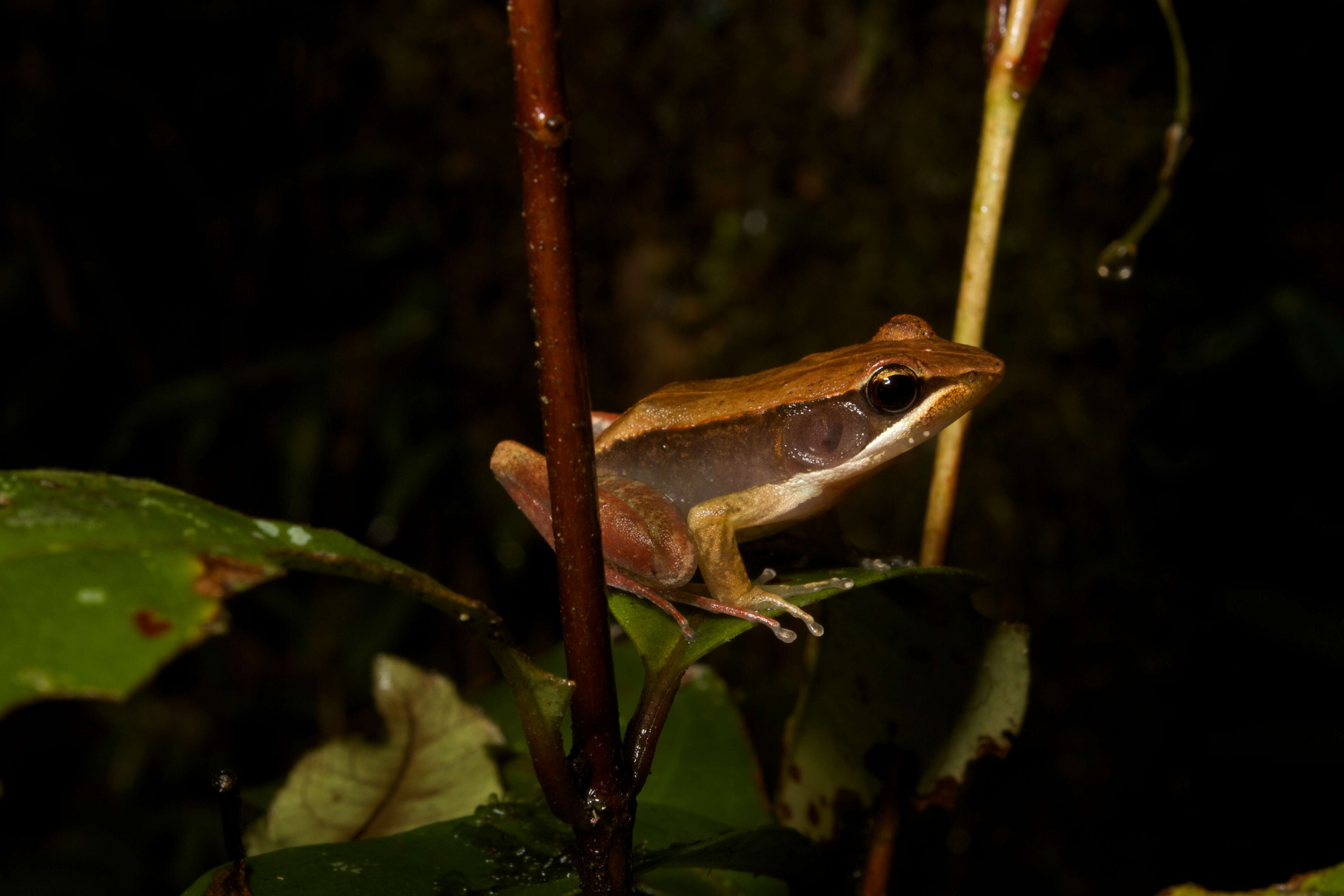 Image of Central Madagascar Frog