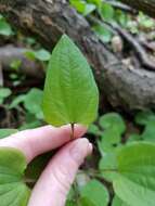 Image de Smilax illinoensis Mangaly