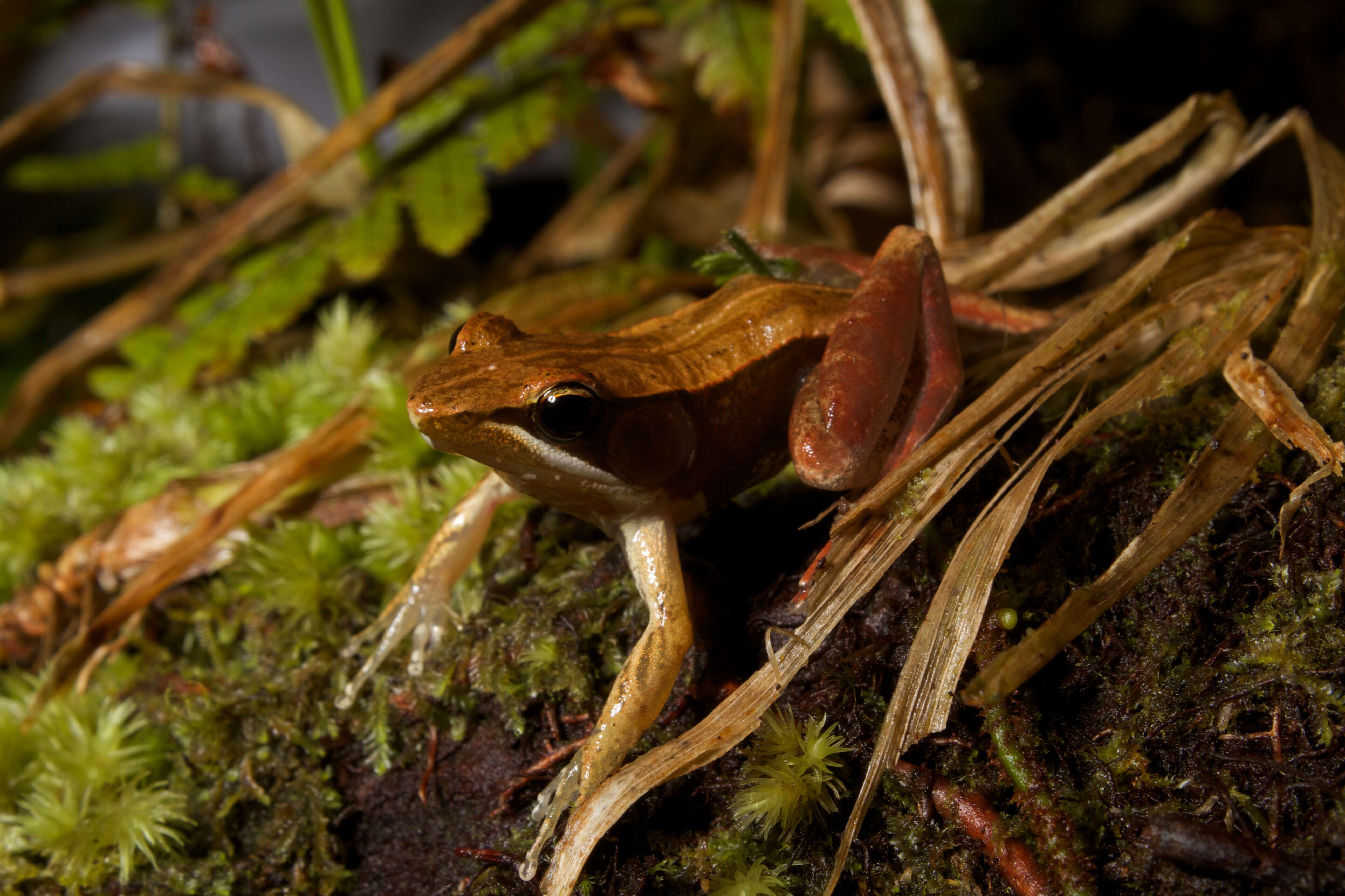 Image of Central Madagascar Frog