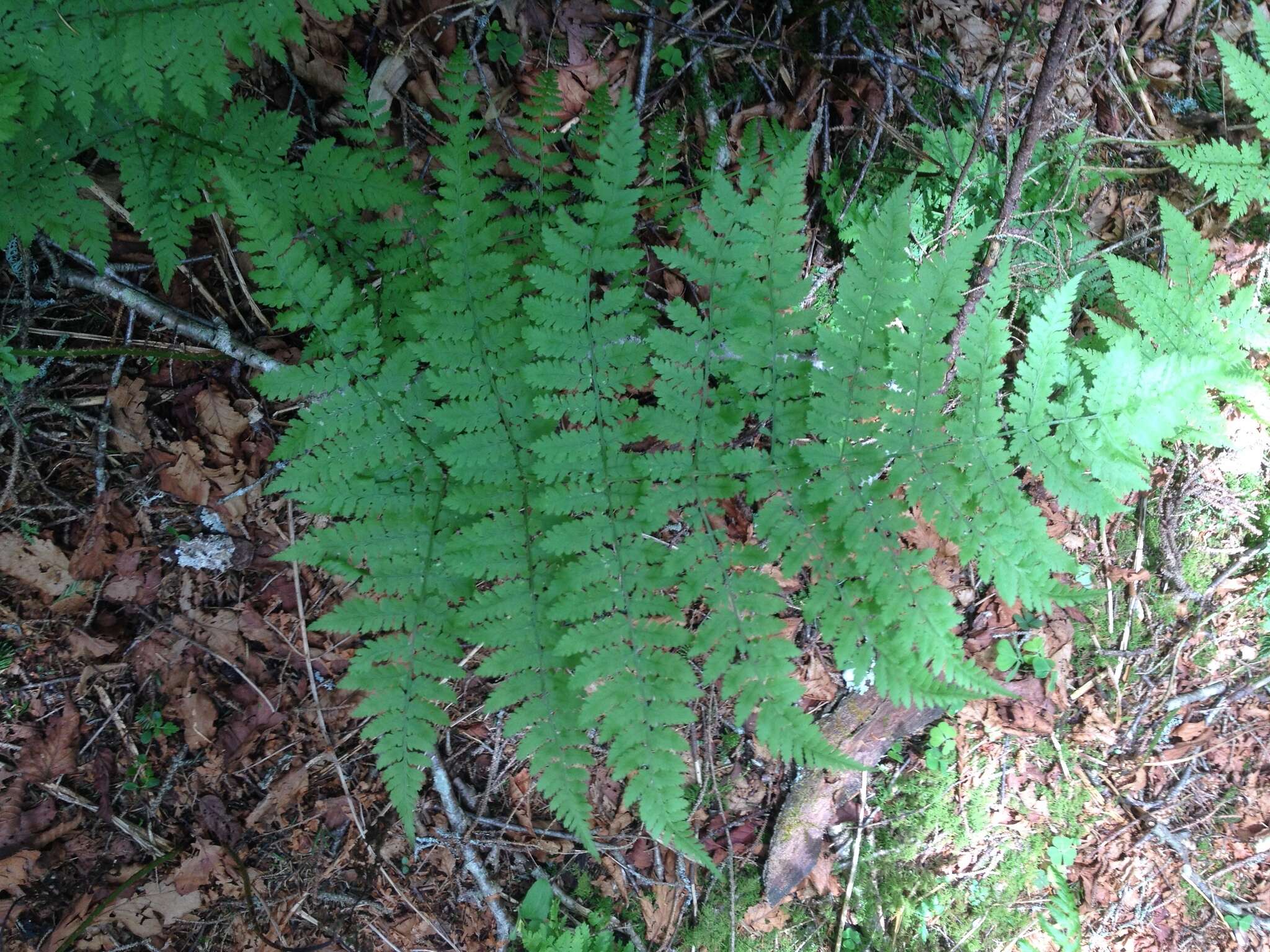 Imagem de Dryopteris campyloptera (Kunze) Clarkson