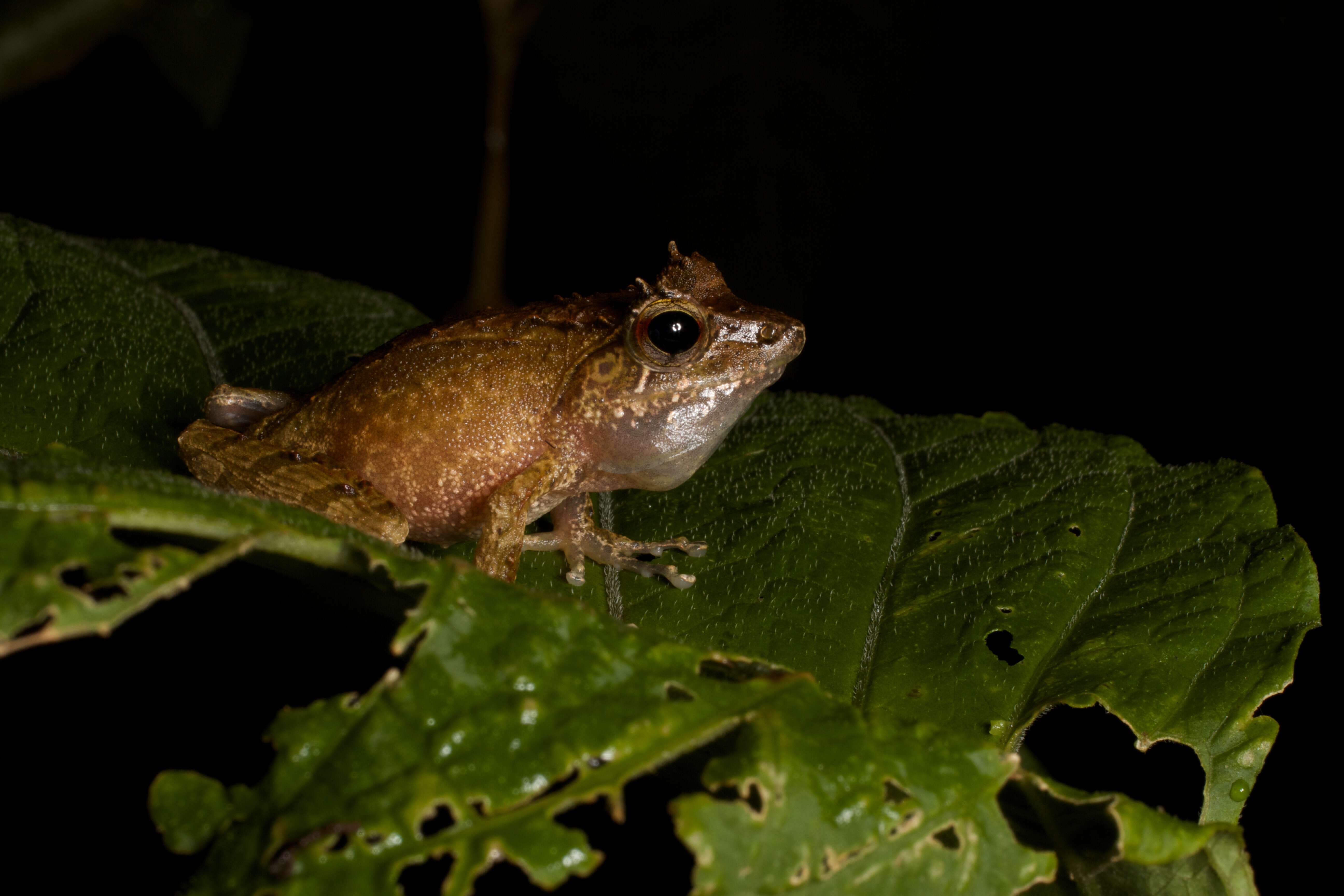 Image of Gephyromantis tschenki (Glaw & Vences 2001)