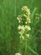 Image of White bedstraw