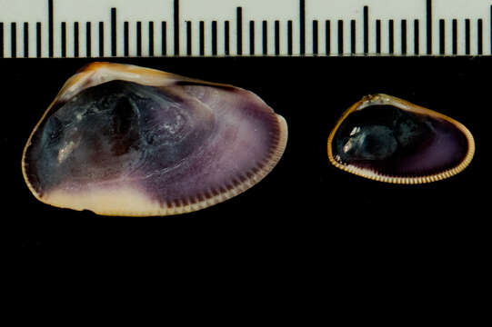 Image of Gould beanclam