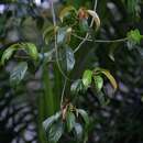 Image of Elaeocarpus petiolatus (Jack) Wall. ex Kurz