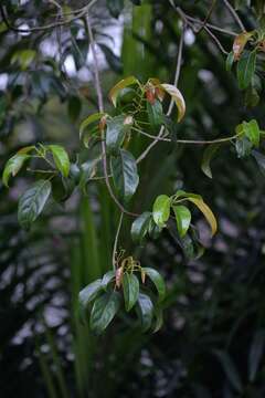 Image of Elaeocarpus petiolatus (Jack) Wall. ex Kurz