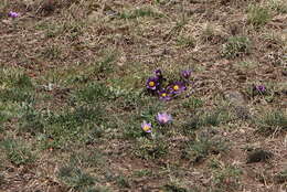 Image of European pasqueflower