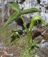 Image of Arisaema intermedium Blume