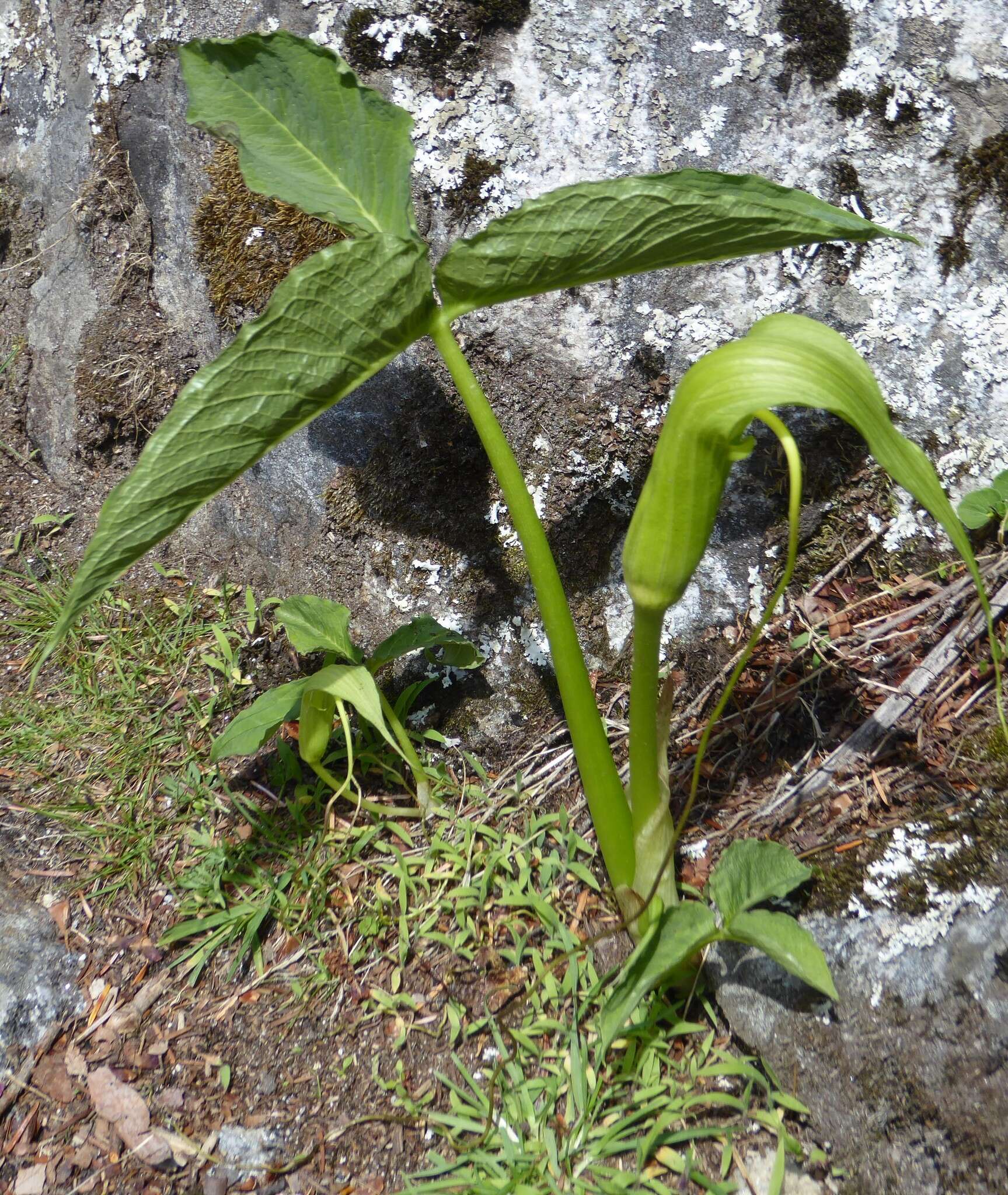 Image of Arisaema intermedium Blume