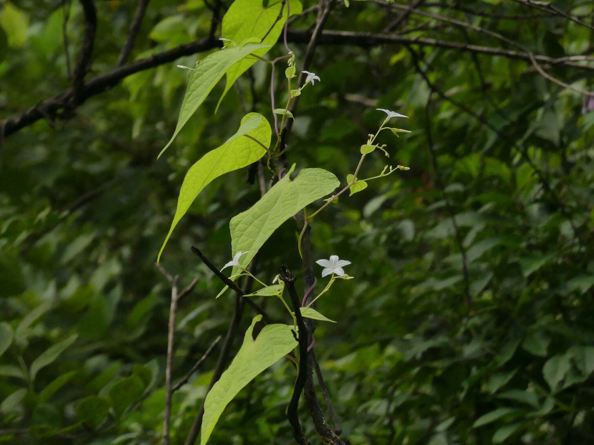 Image of Dinetus malabaricus (C. B. Cl.) Staples