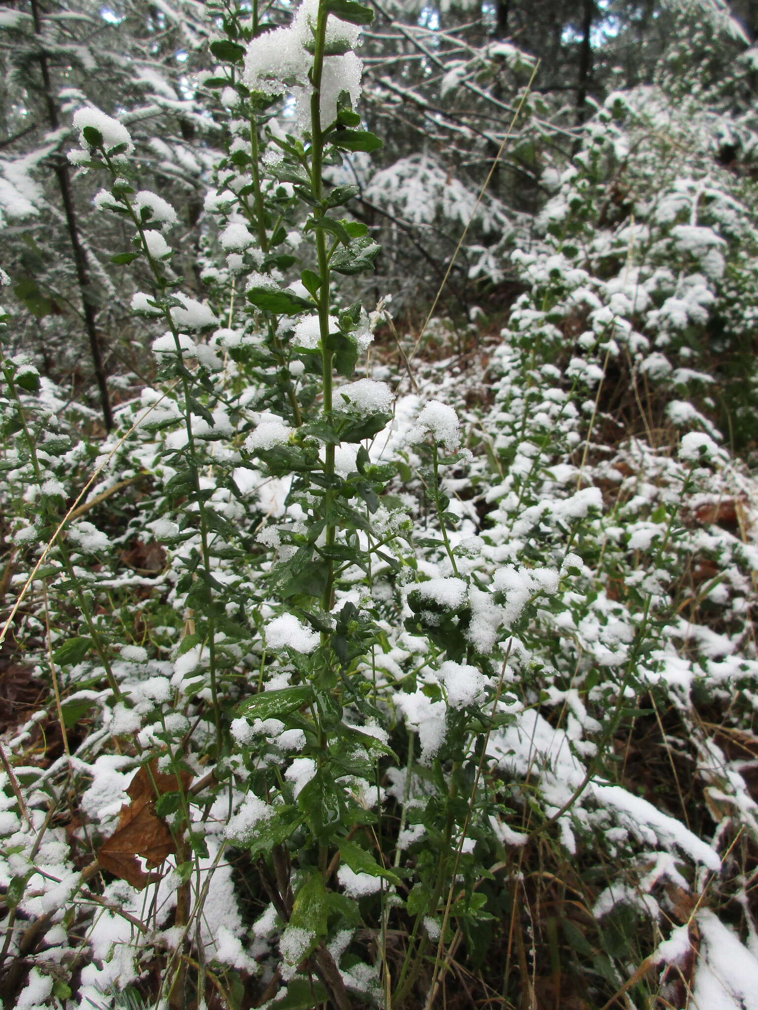 Imagem de Baccharis pilularis subsp. consanguinea (DC.) C. B. Wolf