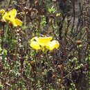 Image of Balbisia peduncularis (Lindl.) D. Don