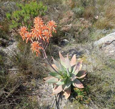 Image of Aloe