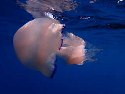 Image of barrel jellyfish