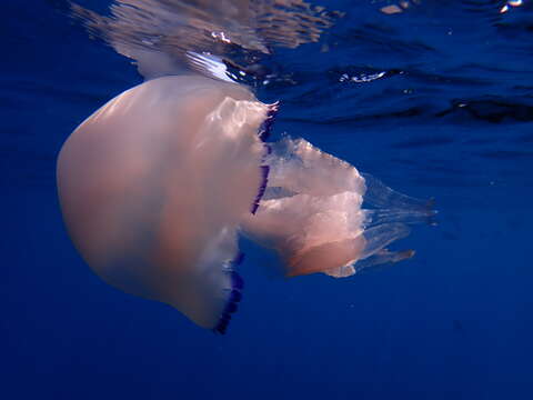 Image of barrel jellyfish