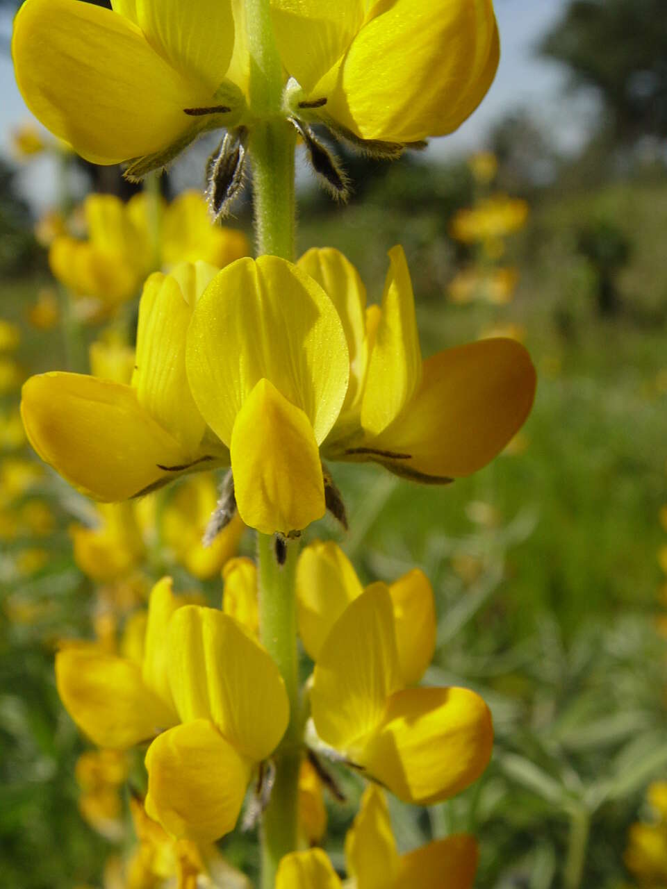 Image of European yellow lupine