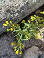 Senecio pudicus Greene的圖片