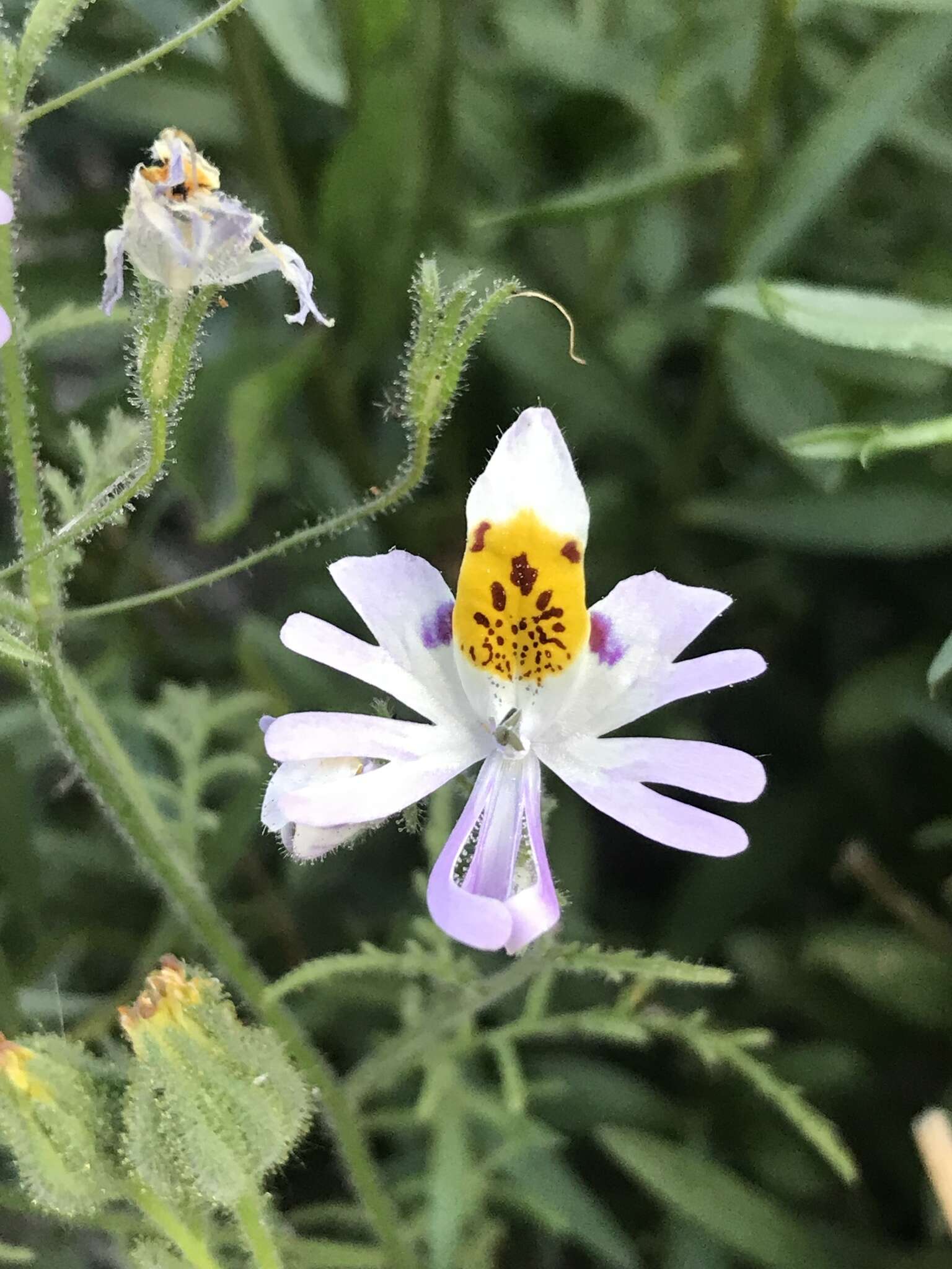 Imagem de Schizanthus porrigens subsp. porrigens