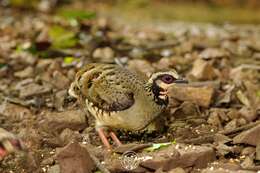 Image of Bar-backed Hill Partridge