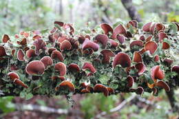 Image of Nephroma antarcticum (Wulfen) Nyl.