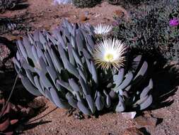 Plancia ëd Cheiridopsis denticulata (Haw.) N. E. Br.