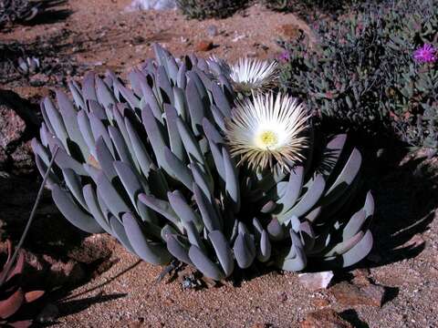 Imagem de Cheiridopsis denticulata (Haw.) N. E. Br.