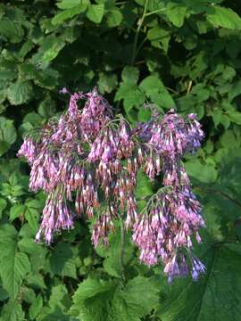 Image of Hedge-leaved Adenostyle