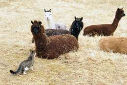 Image of Alpaca