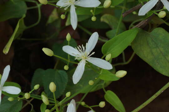 Image of Clematis javana DC.