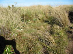 Rytidosperma australe (Petrie) Connor & Edgar resmi