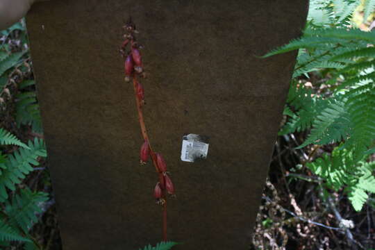 Image of summer coralroot