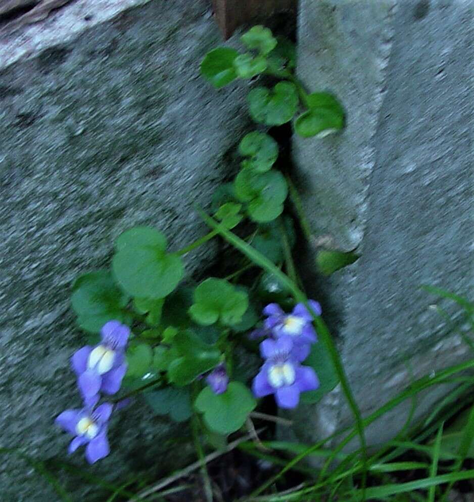 Image de Cymbalaria pallida (Ten.) Wettst.