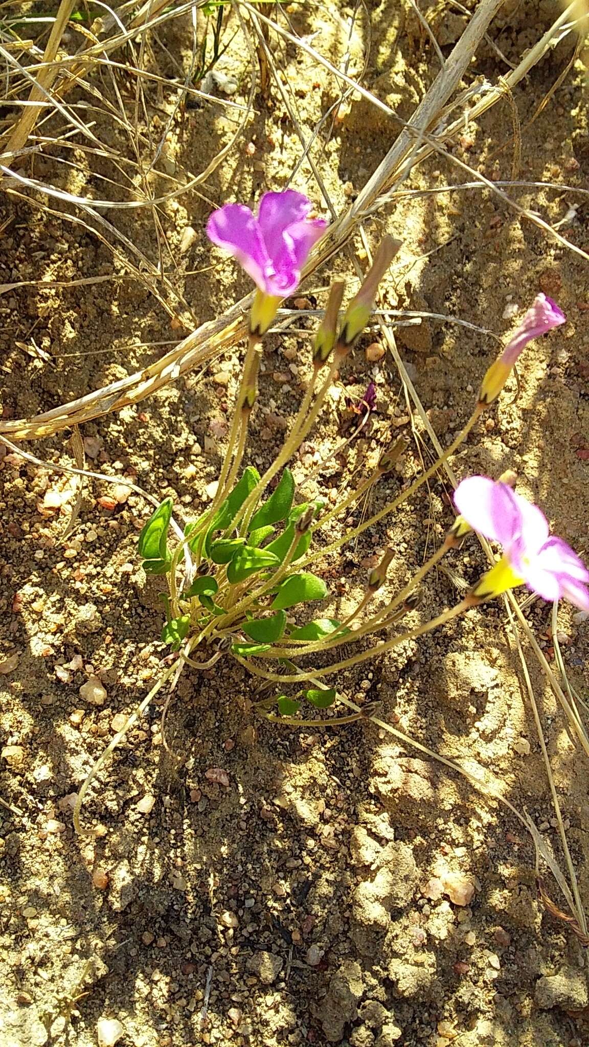 Image de Oxalis monophylla L.