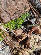 Image de Antennaria suffrutescens Greene