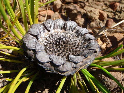 Image of Protea lorea R. Br.