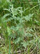 Image of Roman wormwood