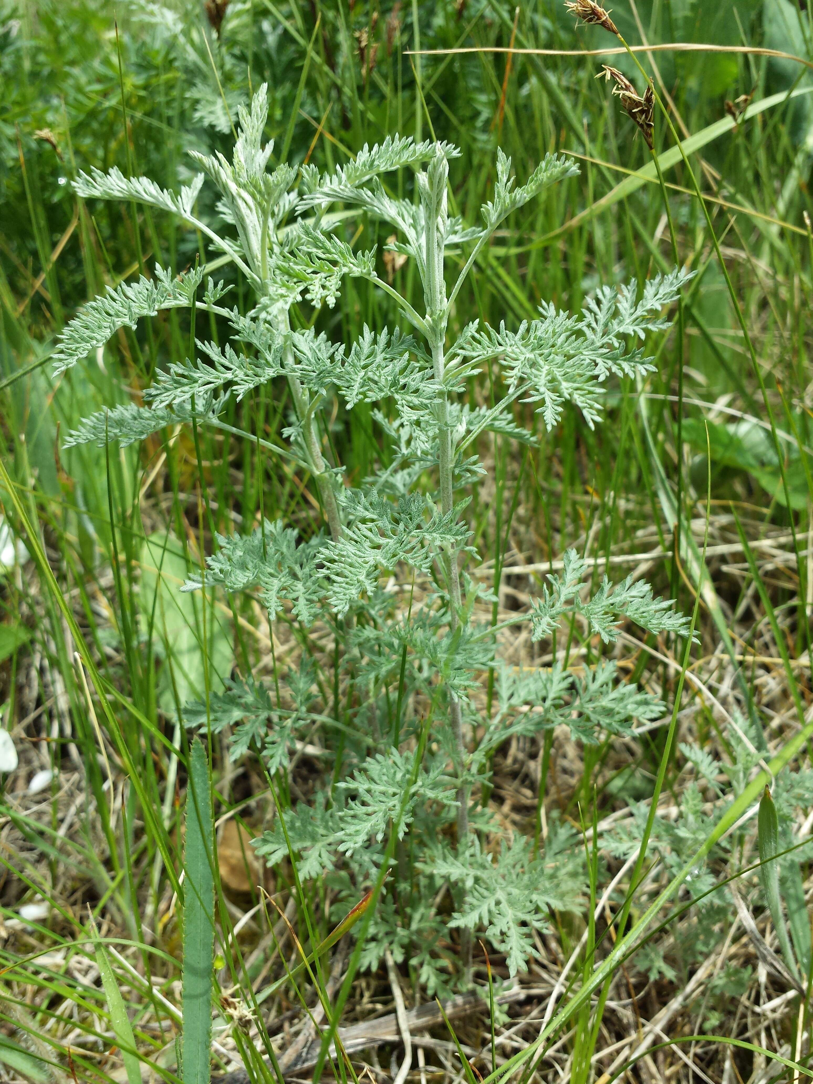 Image of Roman wormwood