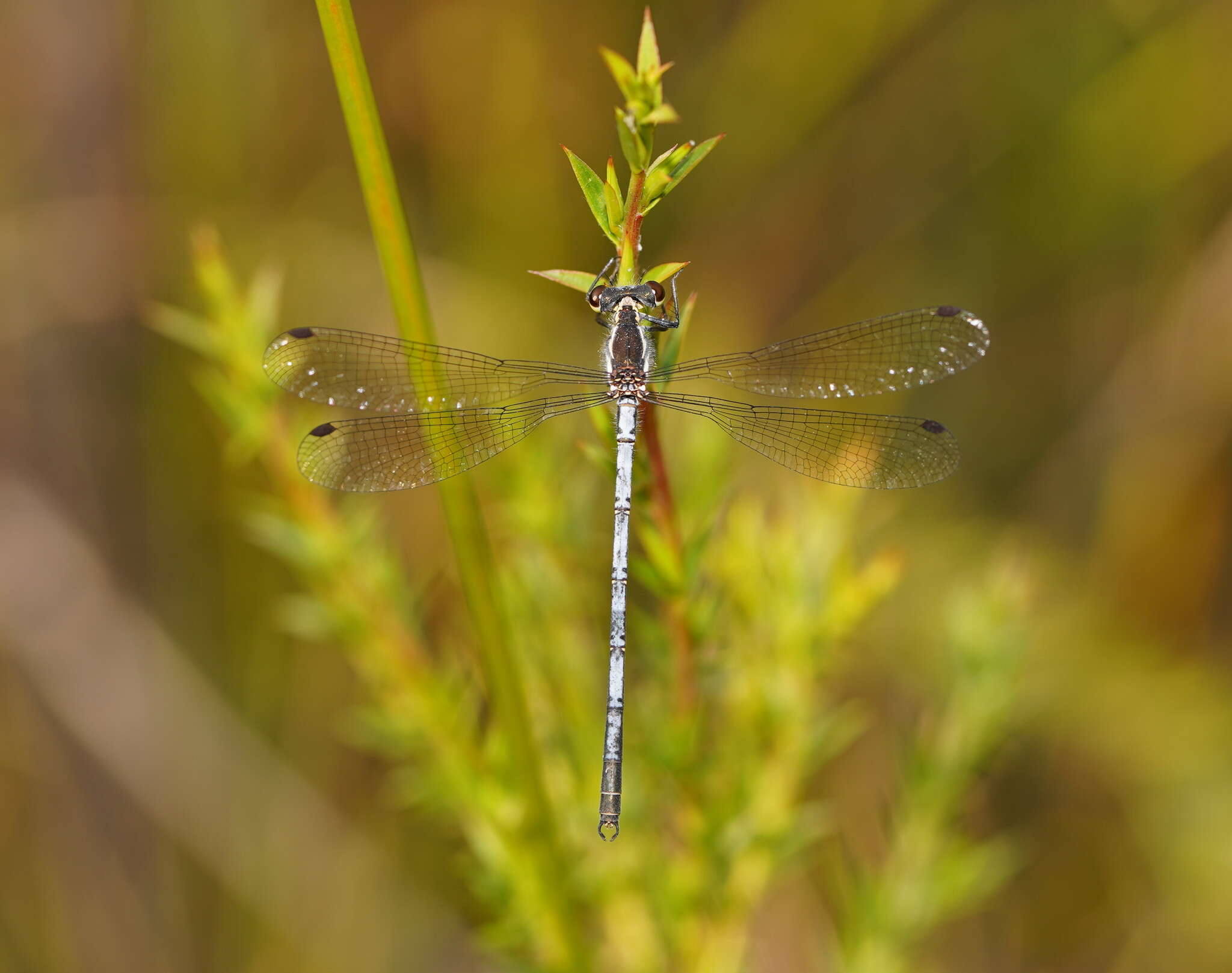 Image of Griseargiolestes griseus (Hagen ex Selys 1862)