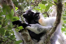 Image of indri