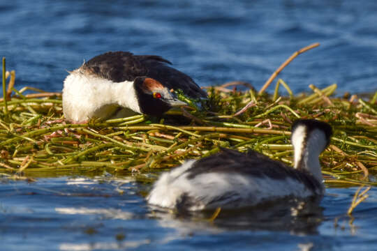 Image of Hooded Grebe